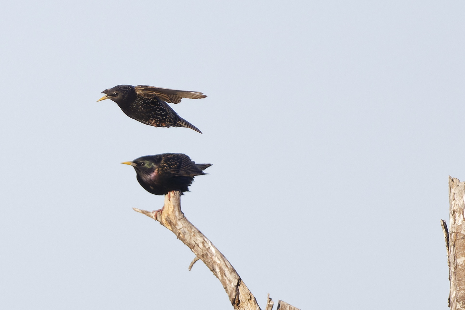 Starling Tandem