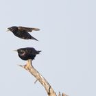 Starling Tandem