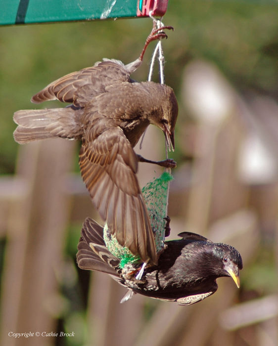 Starlings