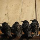 Starlings