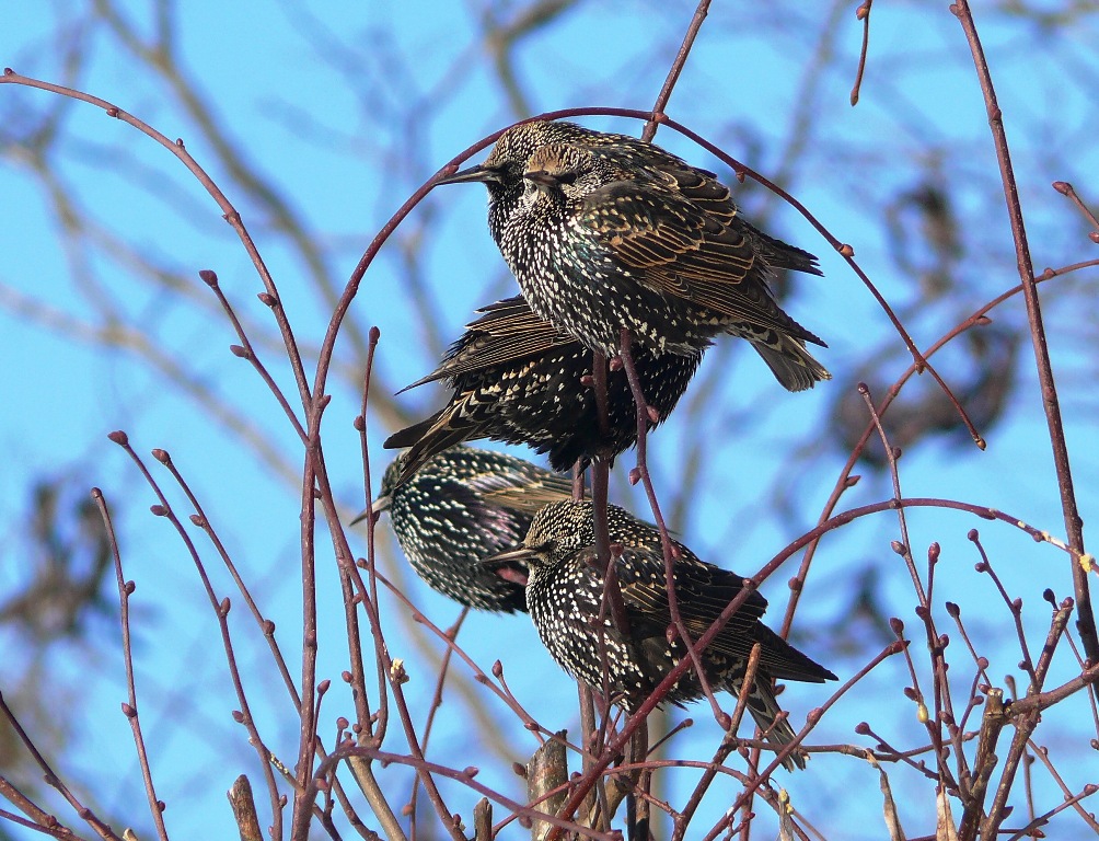 Starlings