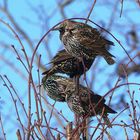 Starlings