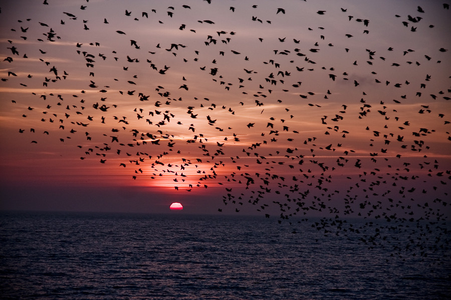 Starlings In Brighton