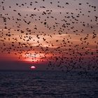 Starlings In Brighton