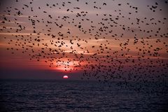 Starlings In Brighton