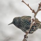 Starlings in nivis