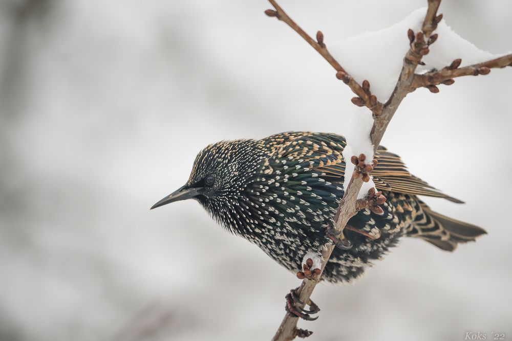 Starlings in nivis