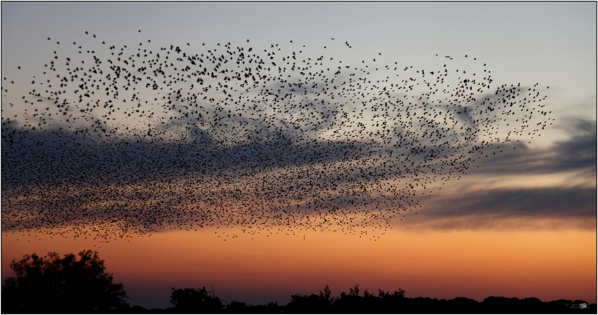 starlings murmuration