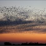 starlings murmuration