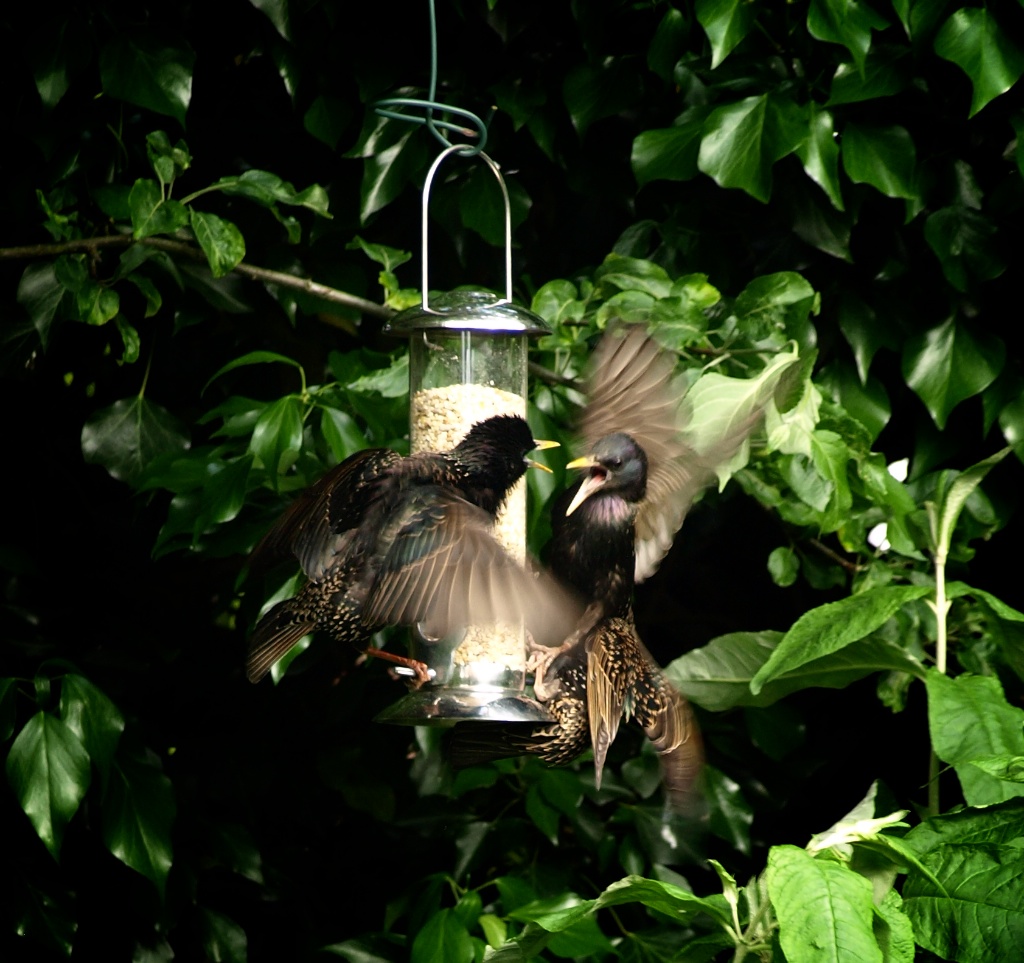 Starlings Squabble