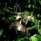 Starlings Squabble