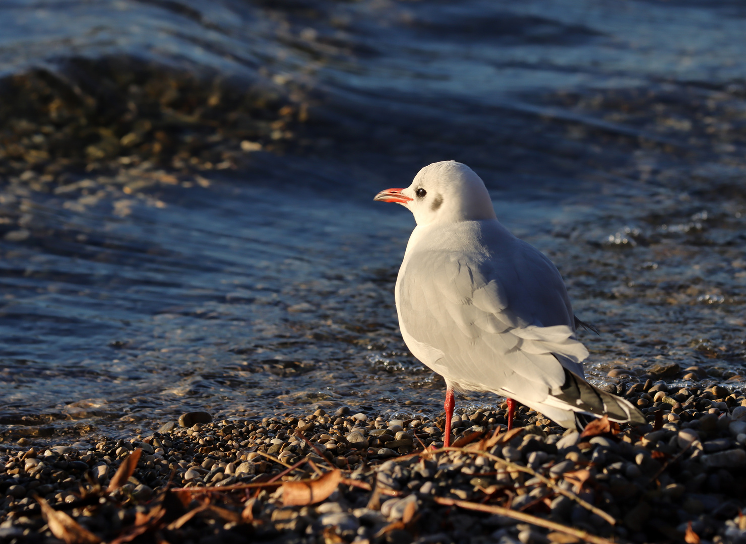 Starnberg Möwe