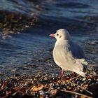 Starnberg Möwe