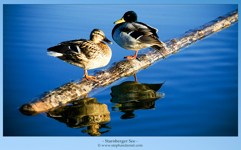 "Starnberger See - die Enten" von Fotograf in München Stephan Daniel