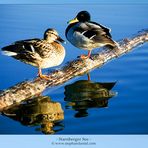 "Starnberger See - die Enten" von Fotograf in München Stephan Daniel