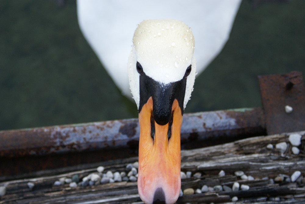 Starnberger See Schwan