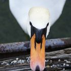 Starnberger See Schwan