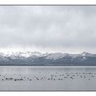 Starnbergersee + Alpen