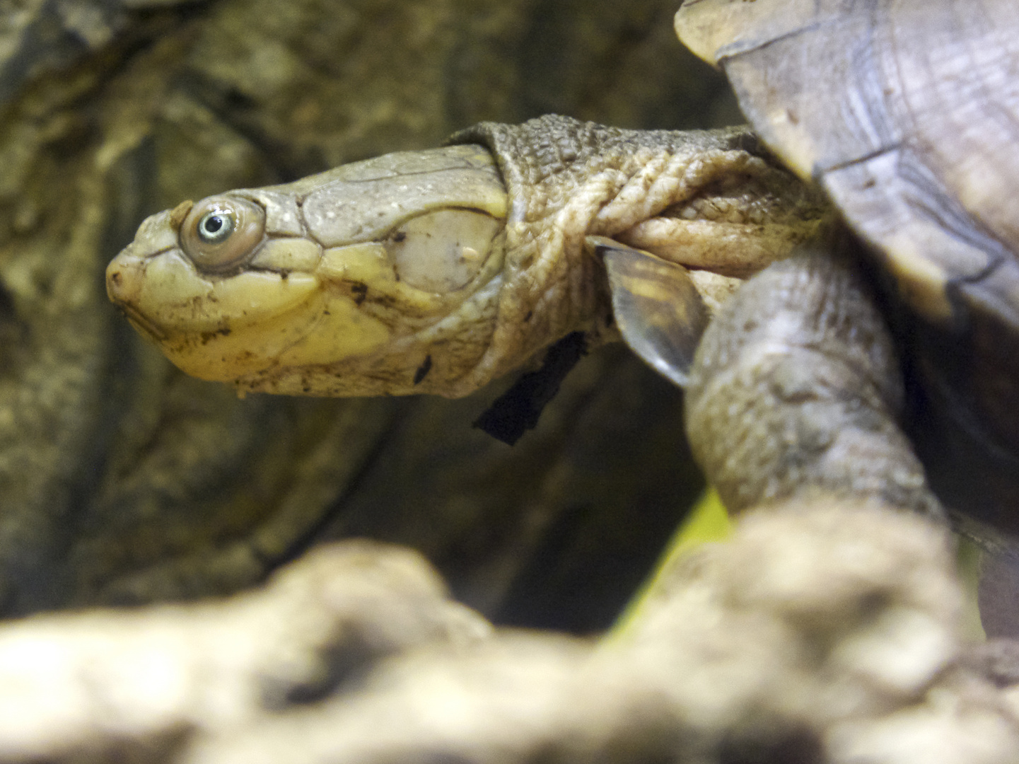 Starrbrust-Pelomeduse - fotografiert im Ulmer Auquarium