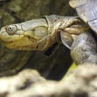 Starrbrust-Pelomeduse - fotografiert im Ulmer Auquarium