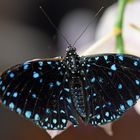 Starry Night Cracker, Hamadryas laodamia