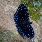 Starry Night Cracker or Starry Cracker (Hamadryas laodamia)