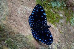 Starry Night Cracker or Starry Cracker (Hamadryas laodamia)