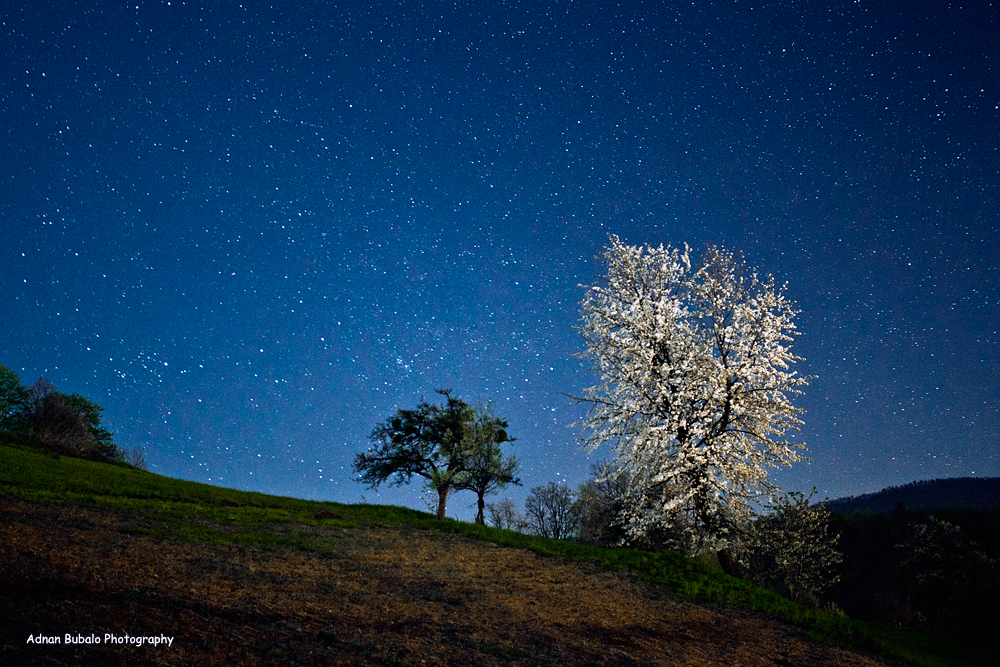 Stars and Flowers