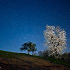 Stars and Flowers