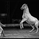 Stars in der Manege