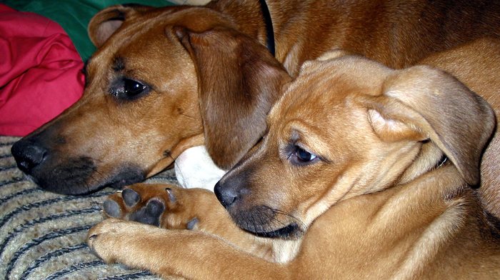 starsky &amp; hutch Foto &amp; Bild tiere, haustiere, hunde Bilder auf