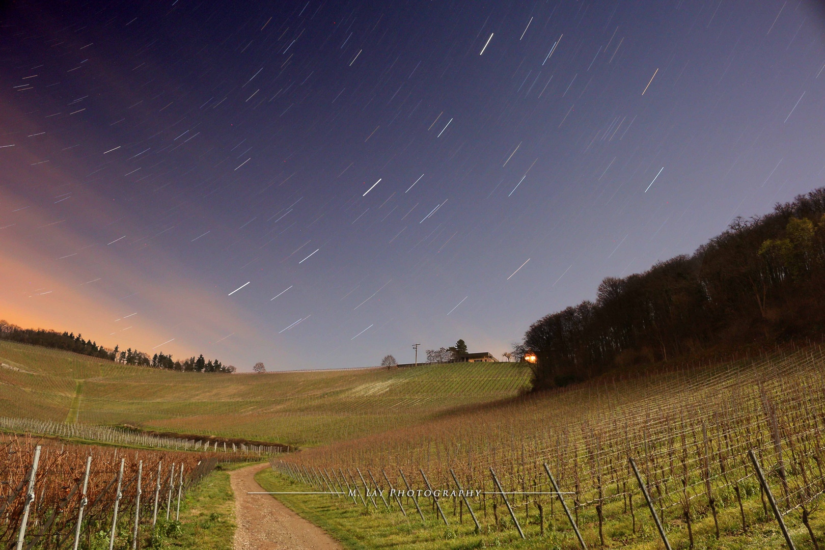 stars_over_silent_vineyard