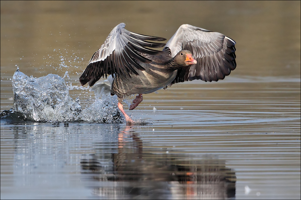 Start... Foto & Bild | natur, vogel, tiere Bilder auf ...