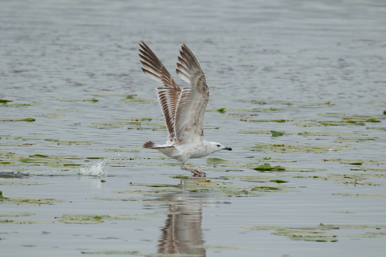 Start auf dem See