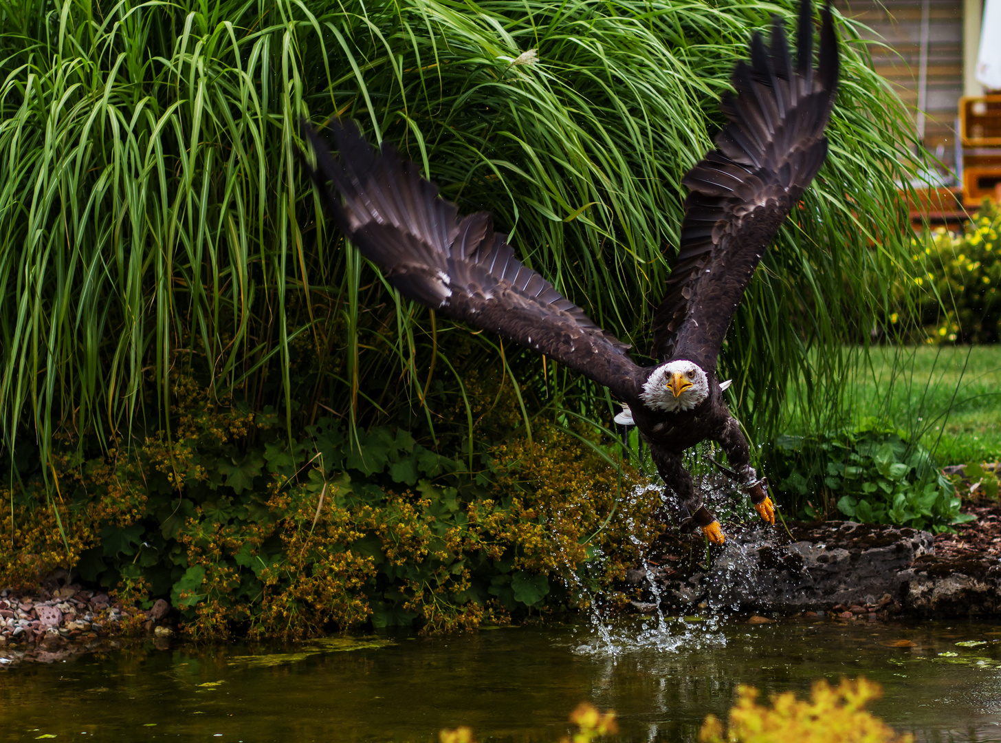 Start aus dem Wasser