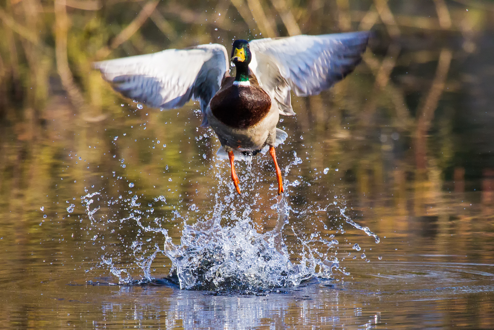 Start aus dem Wasser heraus