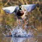 Start aus dem Wasser heraus