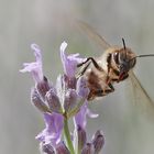 Start der Biene an der Lavendelblüte