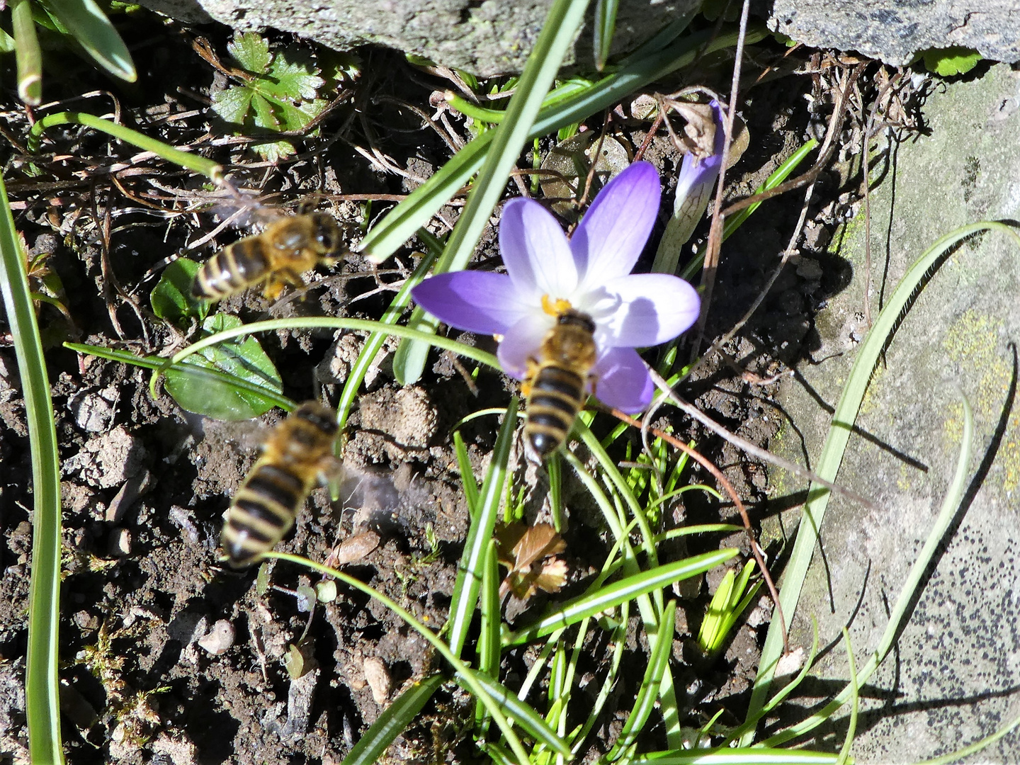 Start der Bienensaison