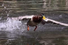 Start der Donald Duck Air Lines auf dem Weiher des Tierparks Lange Erlen.