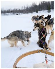 Start der Husky-Tour am Klimpfjäll im Norden Schwedens