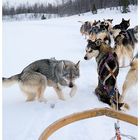 Start der Husky-Tour am Klimpfjäll im Norden Schwedens