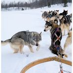 Start der Husky-Tour am Klimpfjäll im Norden Schwedens