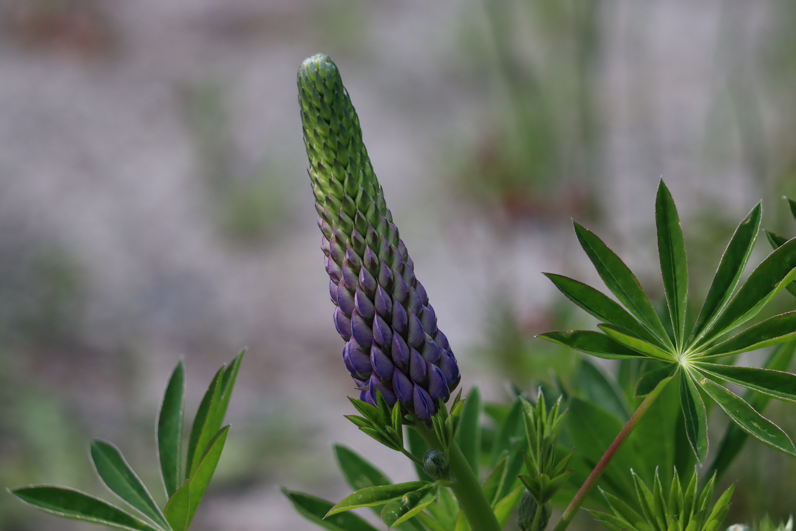 Start der Lupine