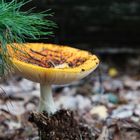 Start der Pilz-Saison