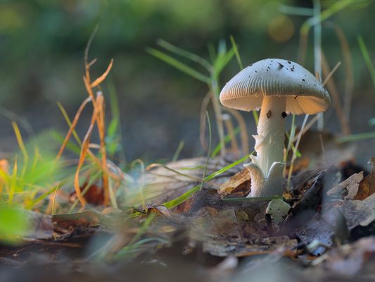 Start der Pilzsaison