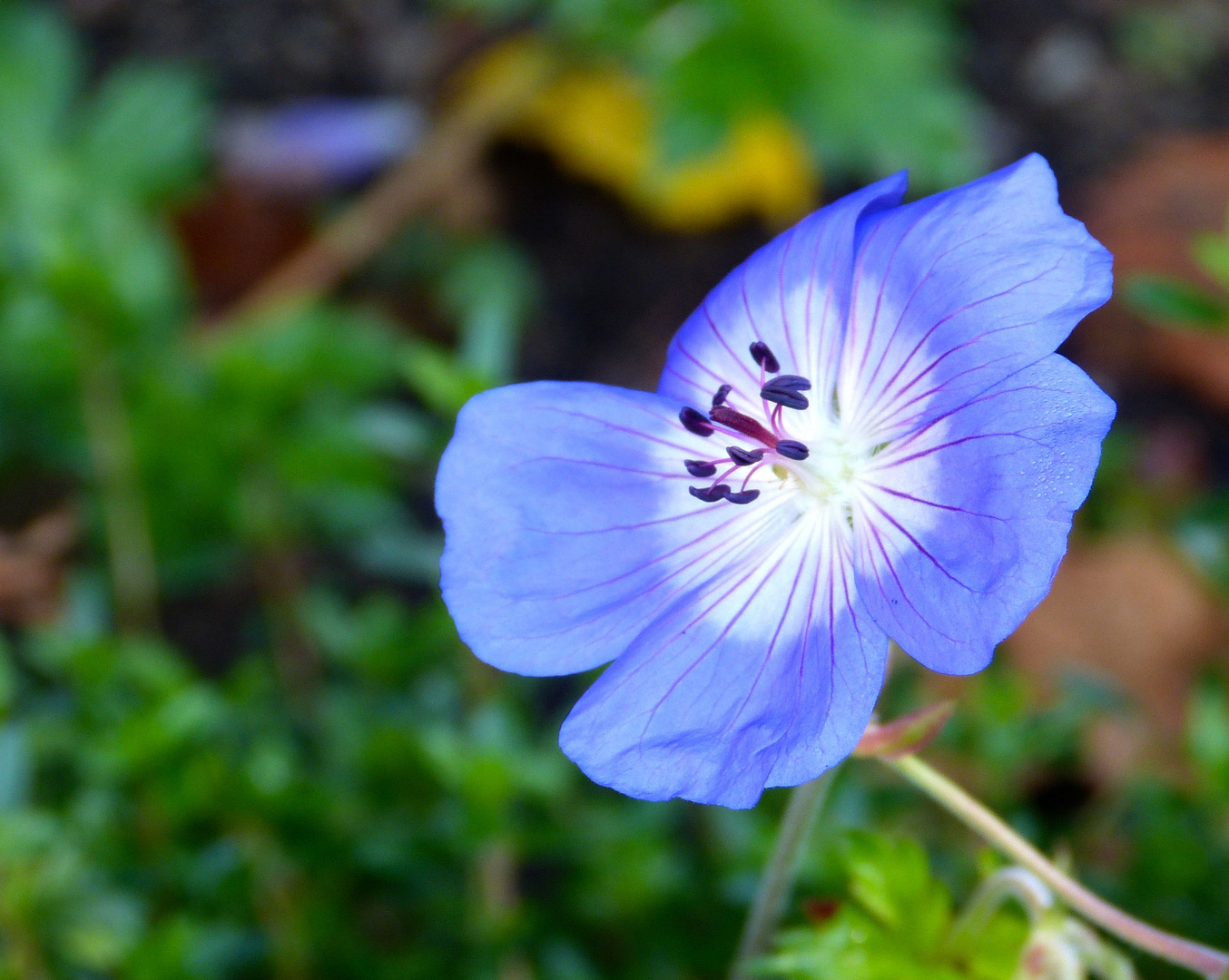 Start des Gartenprojektes - November 2014