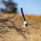 Start des Gleitaars (Black-winged Kite)