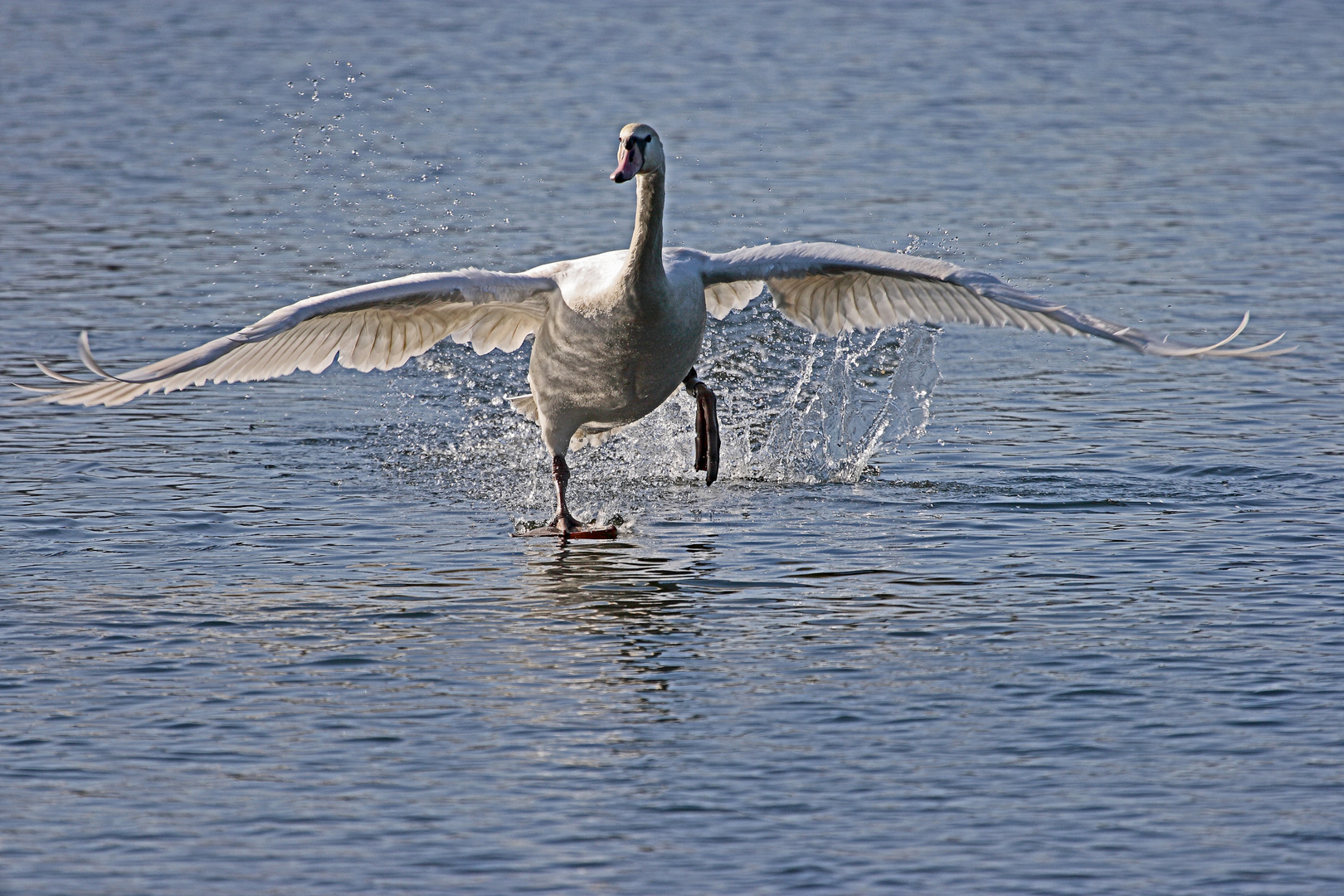 Start des Höckerschwan