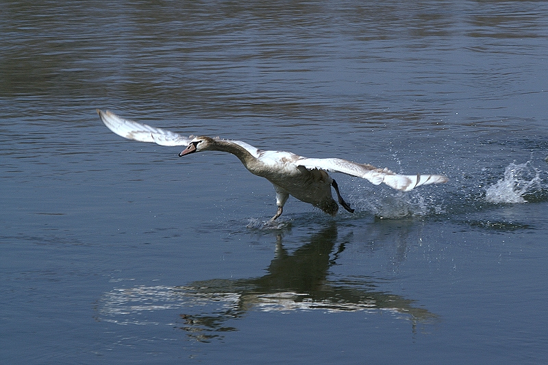 Start einer Graugans auf dem Rhein